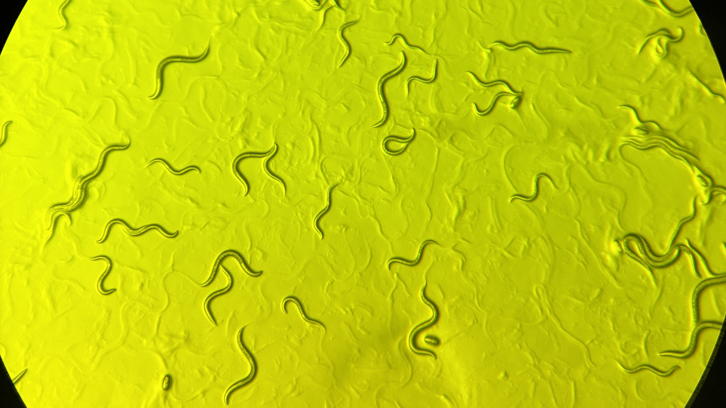 AHC worms yellow.jpg?h=